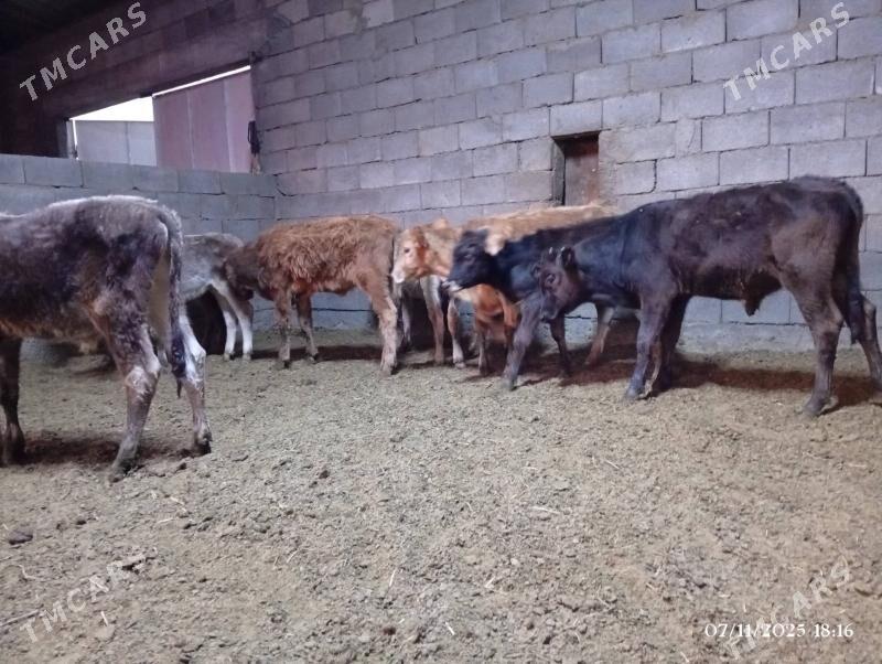 Şwes goleler - Херрикгала - img 3