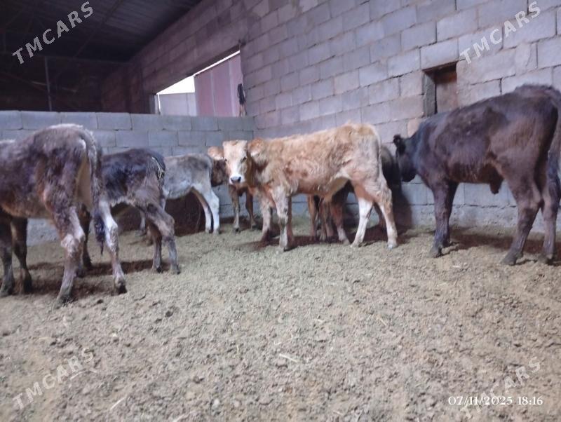 Şwes goleler - Херрикгала - img 4