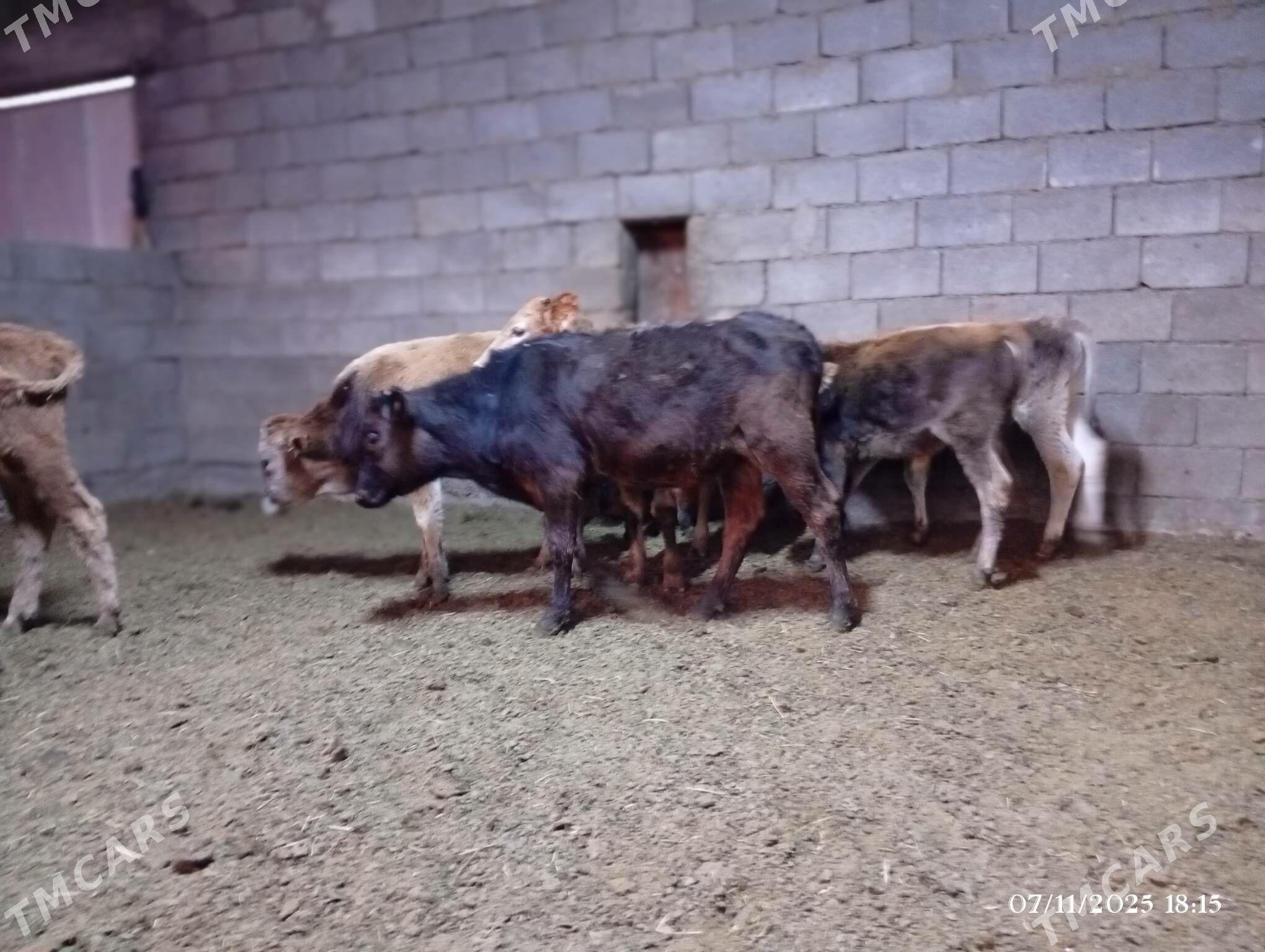 Şwes goleler - Херрикгала - img 2