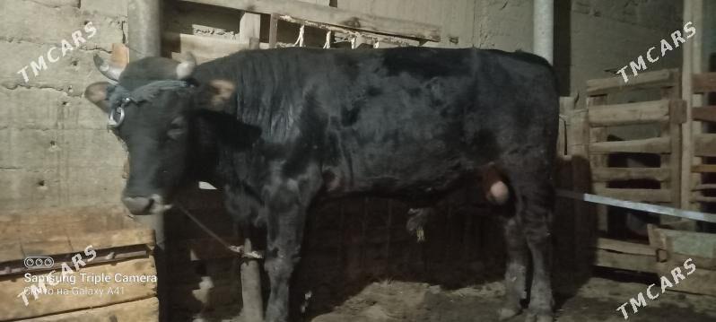 okuz bakylan - Гёкдепе - img 2