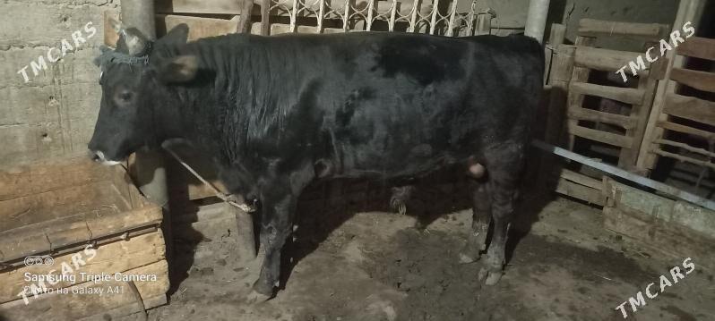 okuz bakylan - Гёкдепе - img 3