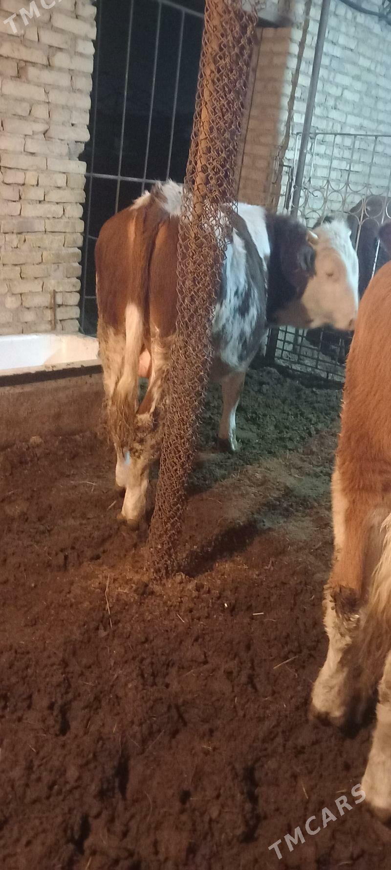 Simental Okuz - Чарджоу - img 2