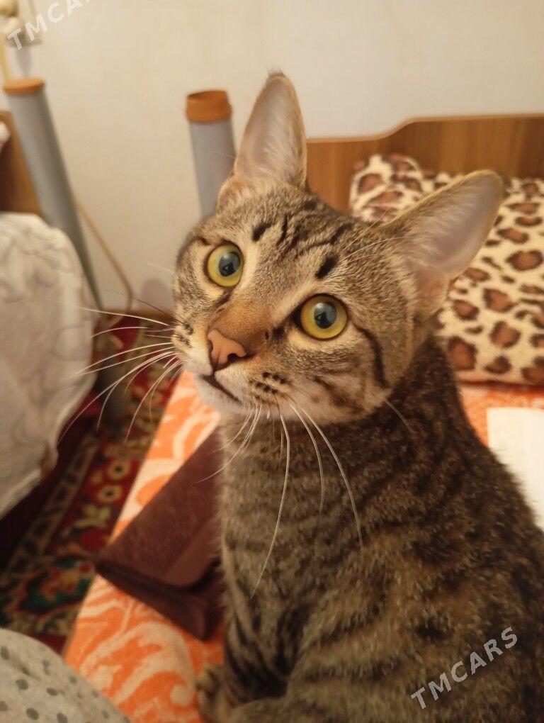 pishik 2 sany parodistyi - Aşgabat - img 5