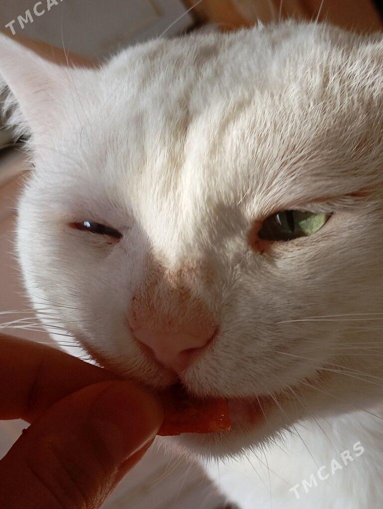 pishik 2 sany parodistyi - Aşgabat - img 6