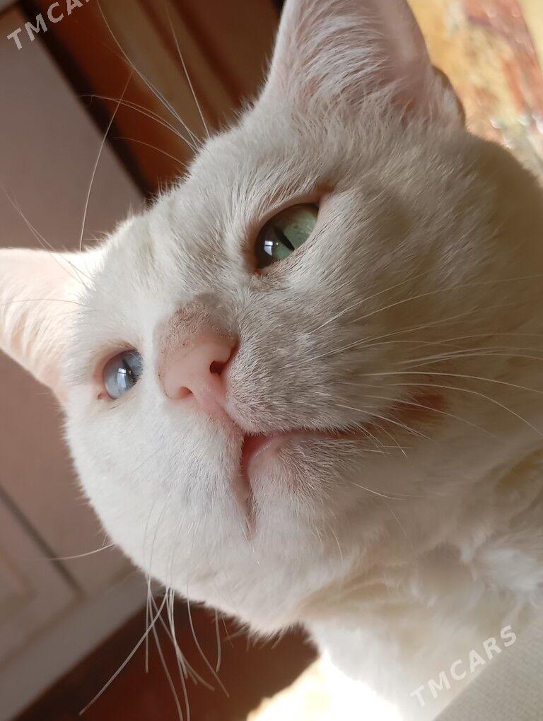 pishik 2 sany parodistyi - Aşgabat - img 2