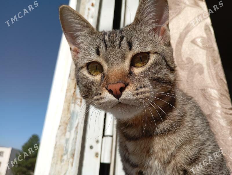 pishik 2 sany parodistyi - Aşgabat - img 7