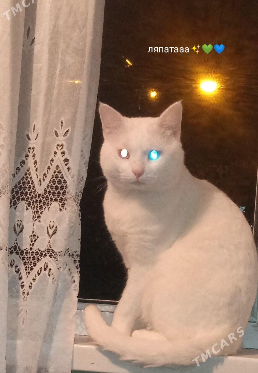 pishik 2 sany parodistyi - Aşgabat - img 4