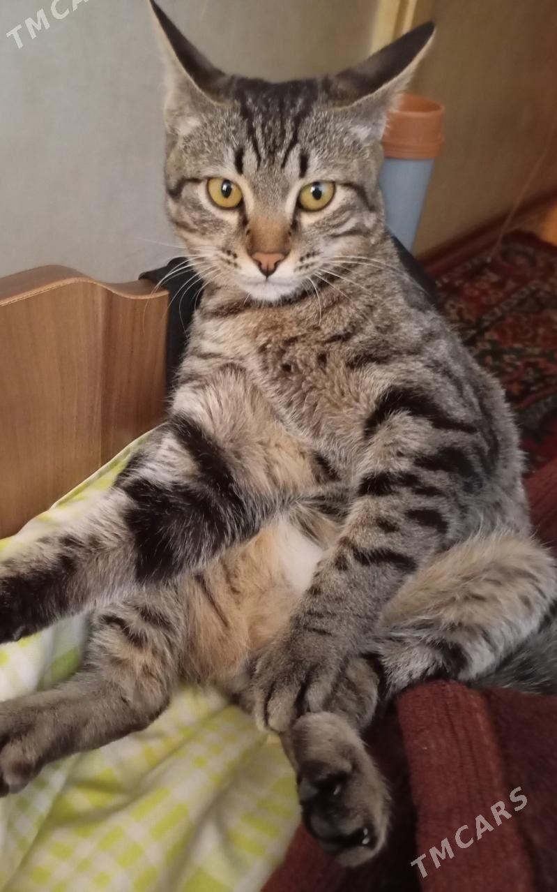 pishik 2 sany parodistyi - Aşgabat - img 3