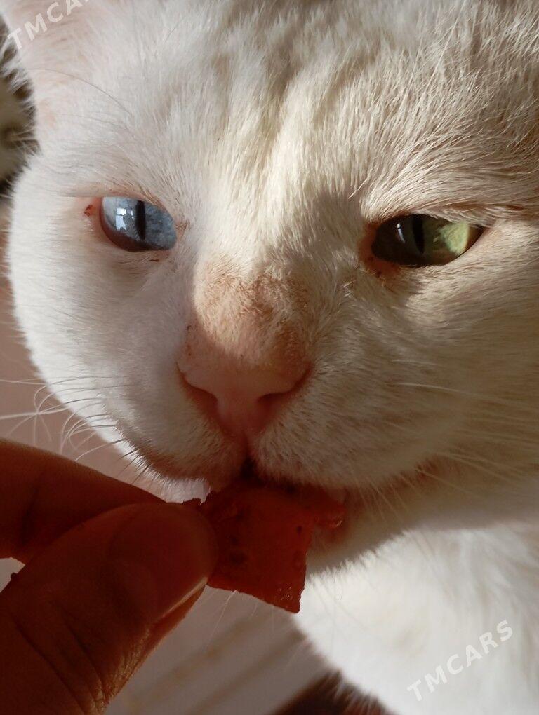 pishik 2 sany parodistyi - Aşgabat - img 1