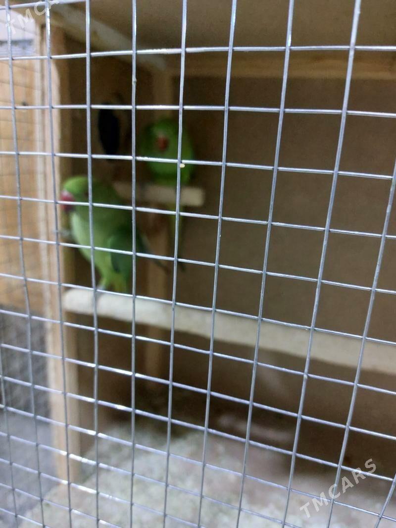 папугай papugay ažerelivyý - Туркменабат - img 2