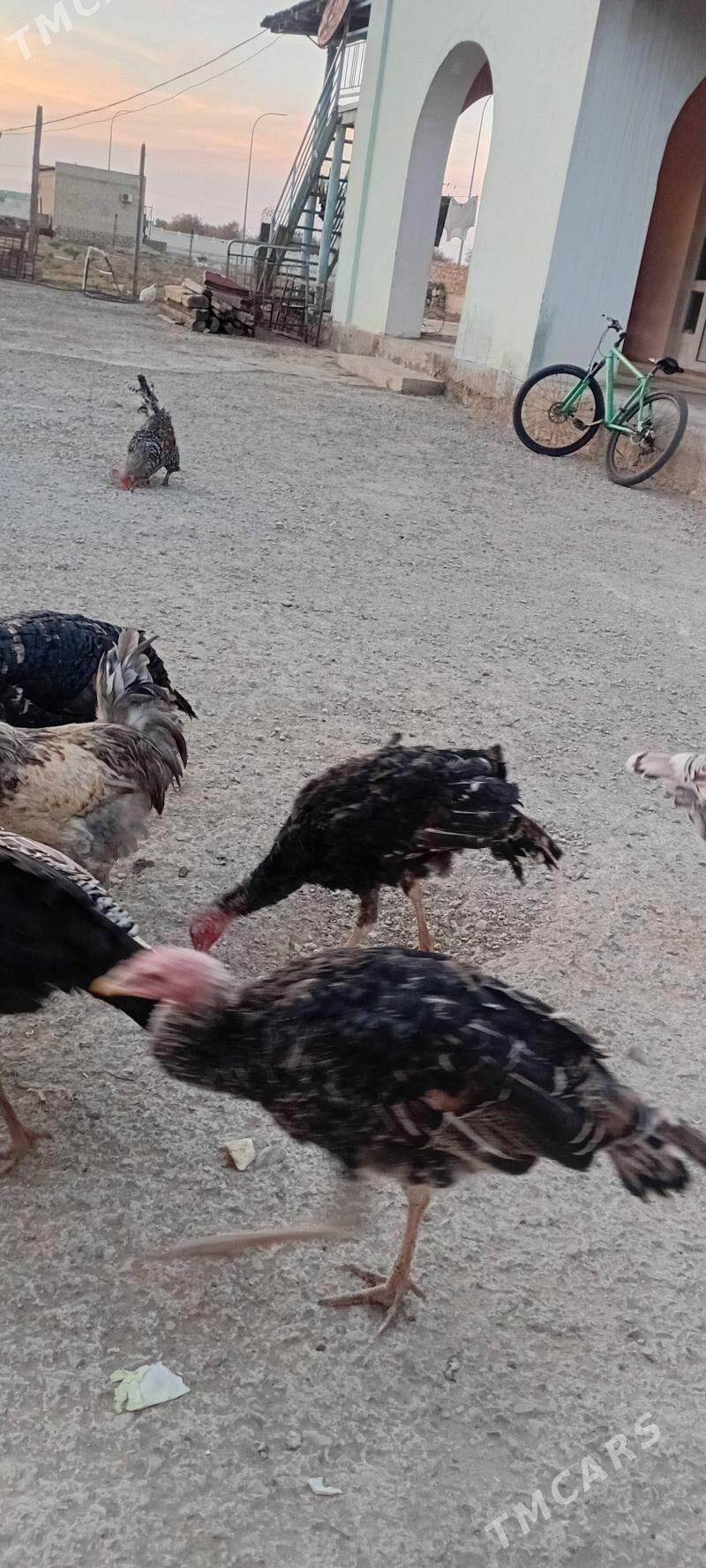 индук улы - Берекет - img 2