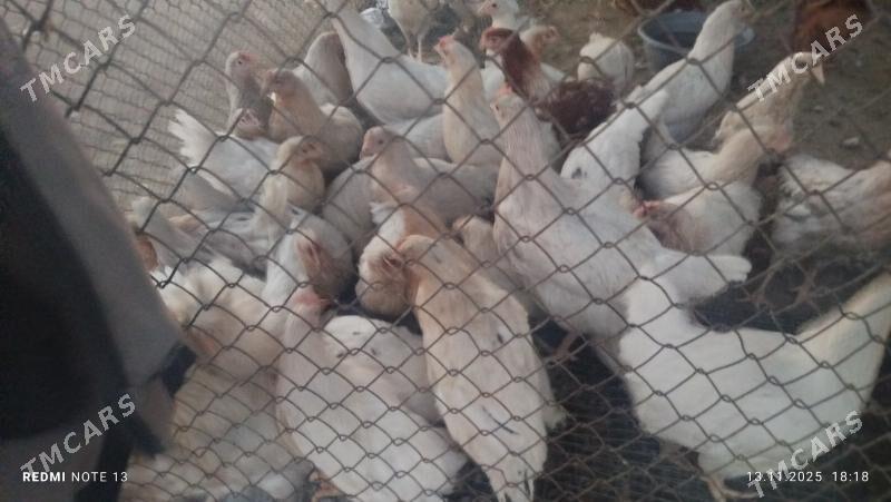 towuk - Çoganly - img 2