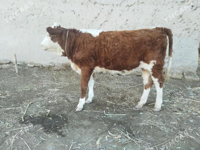 Semental - Кёнеургенч - img 4