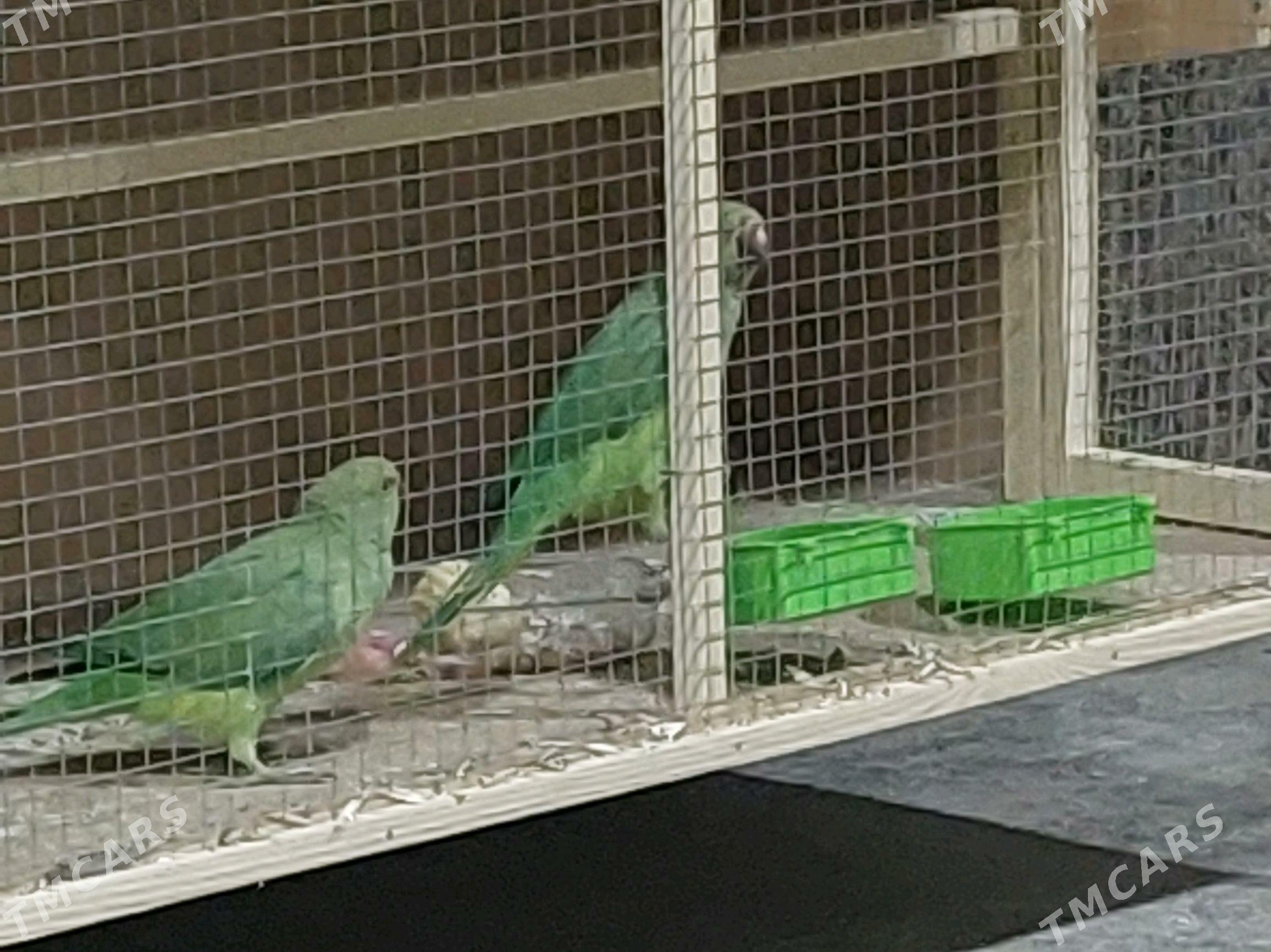 папугай papugay ažerelivyý - Туркменабат - img 3