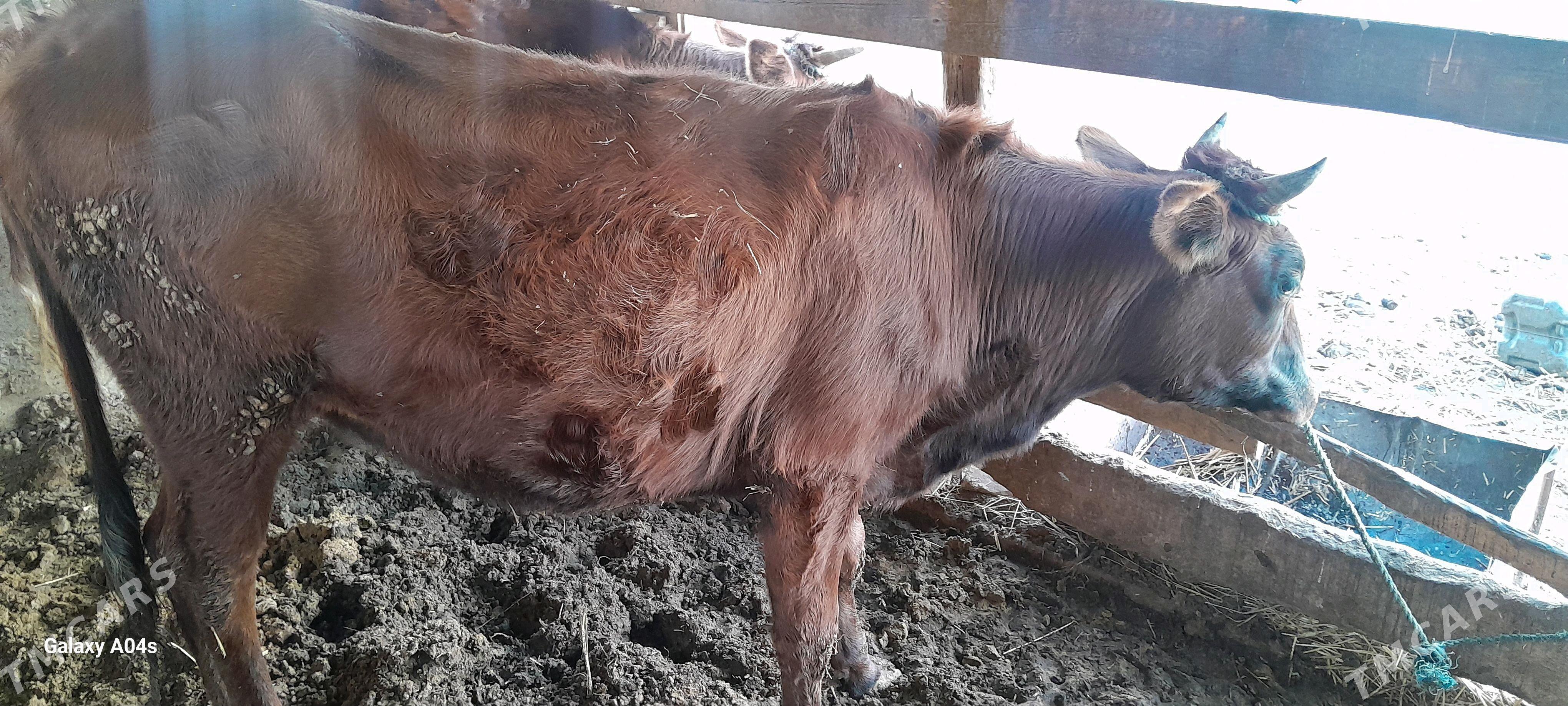 unajynlar - Çärjew - img 4