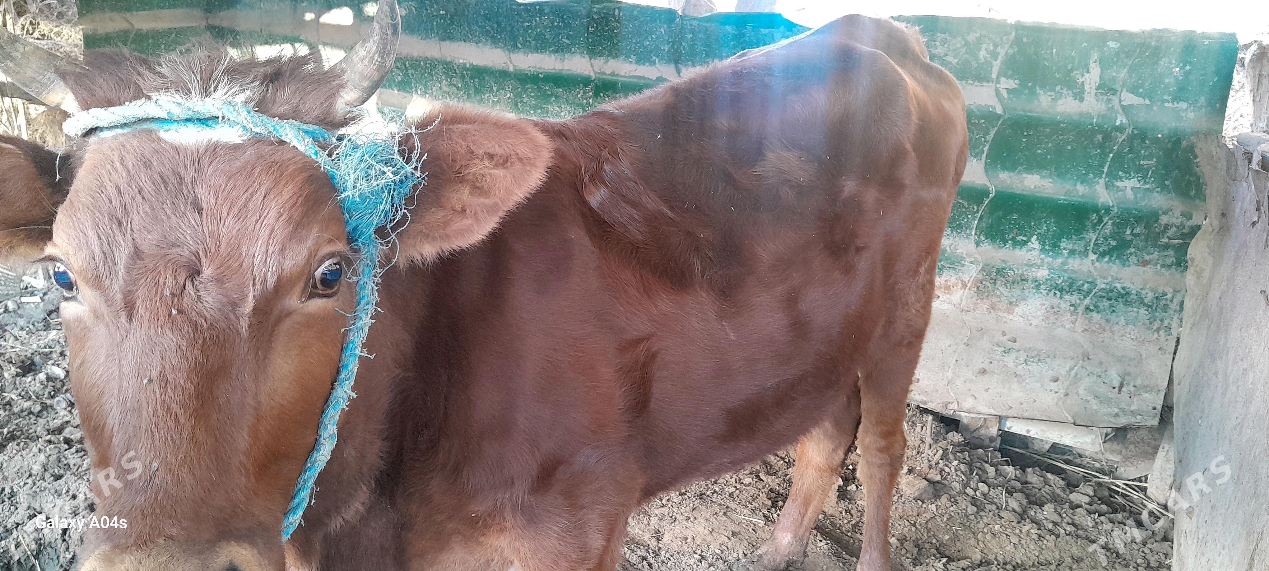 unajynlar - Çärjew - img 2