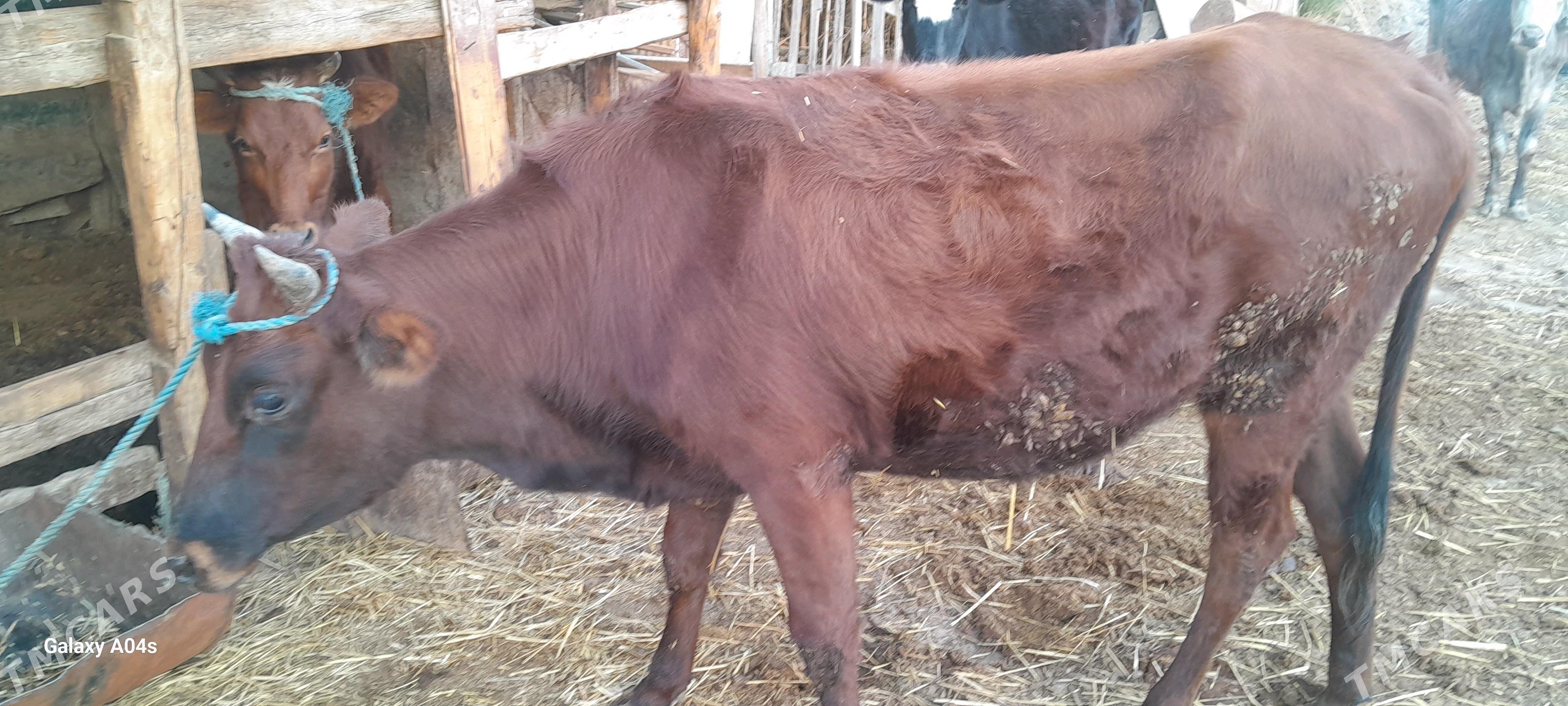 unajynlar - Çärjew - img 1