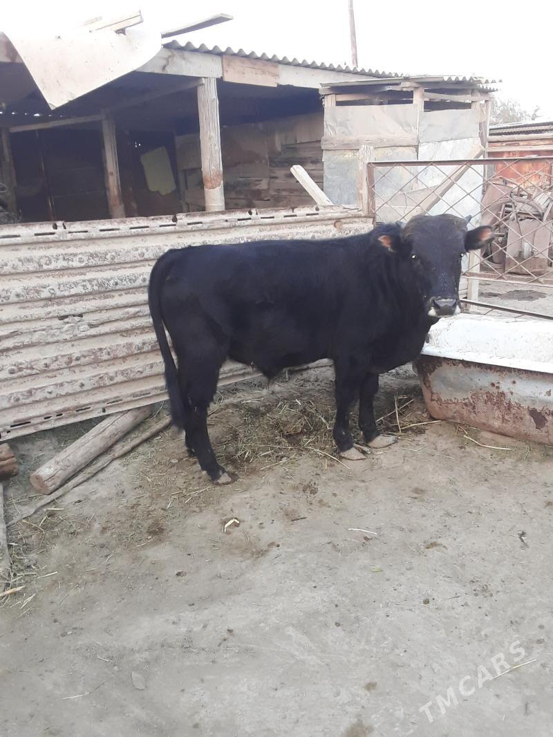 ökiz - Esenguly - img 2