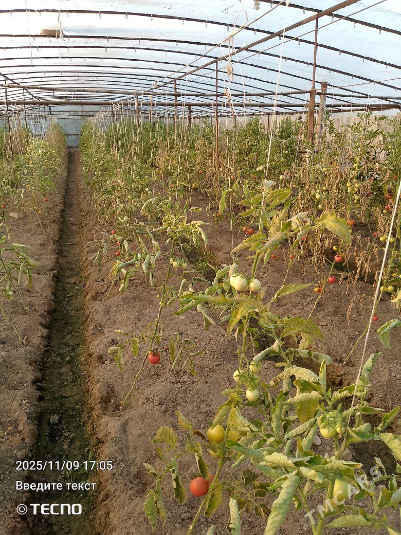 parnyk - Sakarçäge - img 1