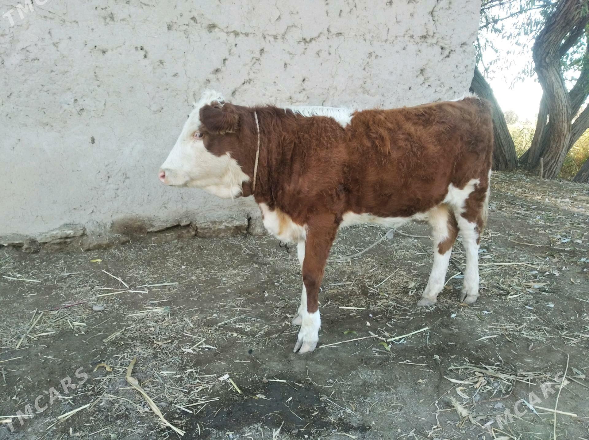 Semental - Кёнеургенч - img 2