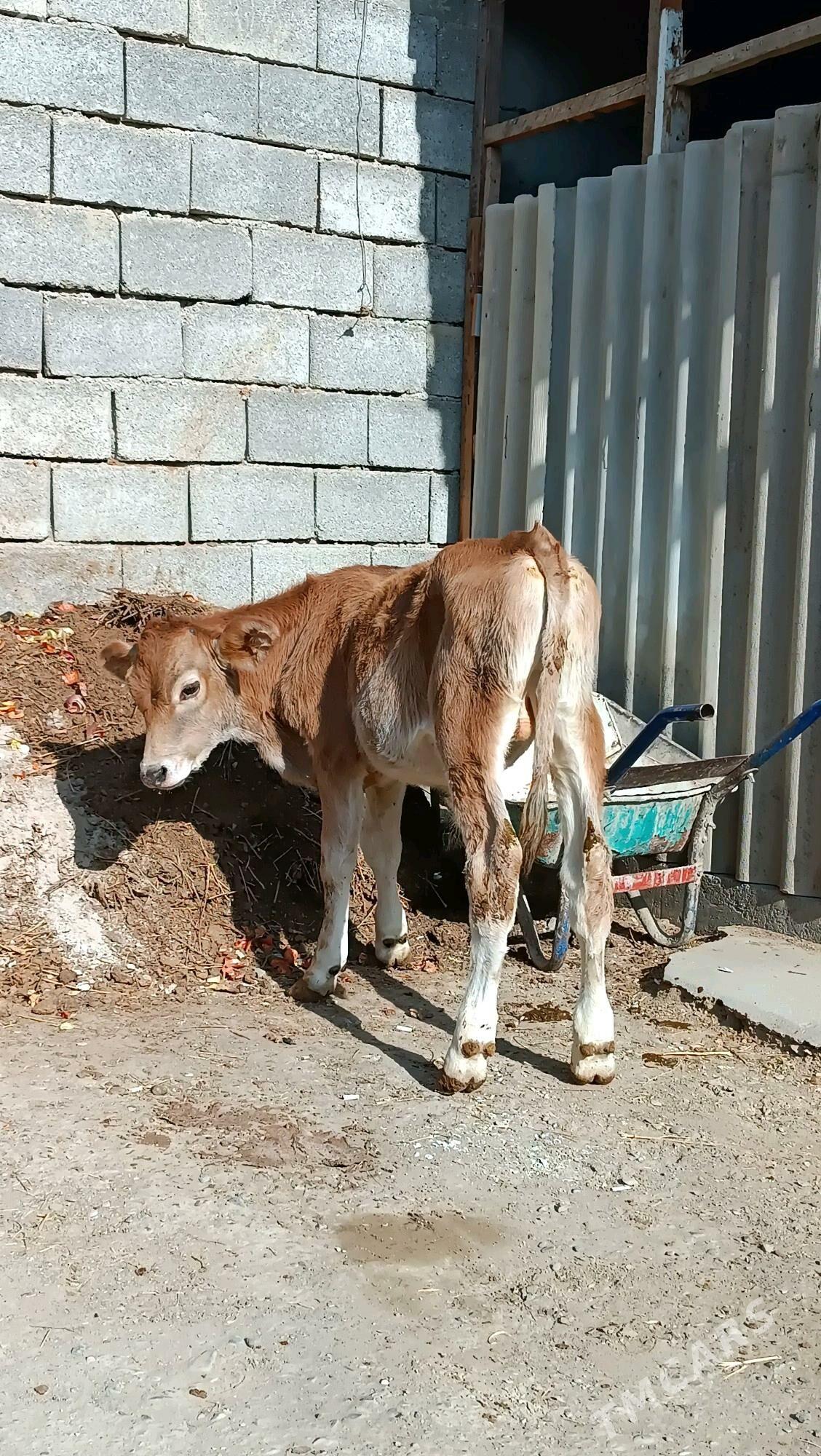 okuz siwes tohum Arasa - Гёкдепе - img 2