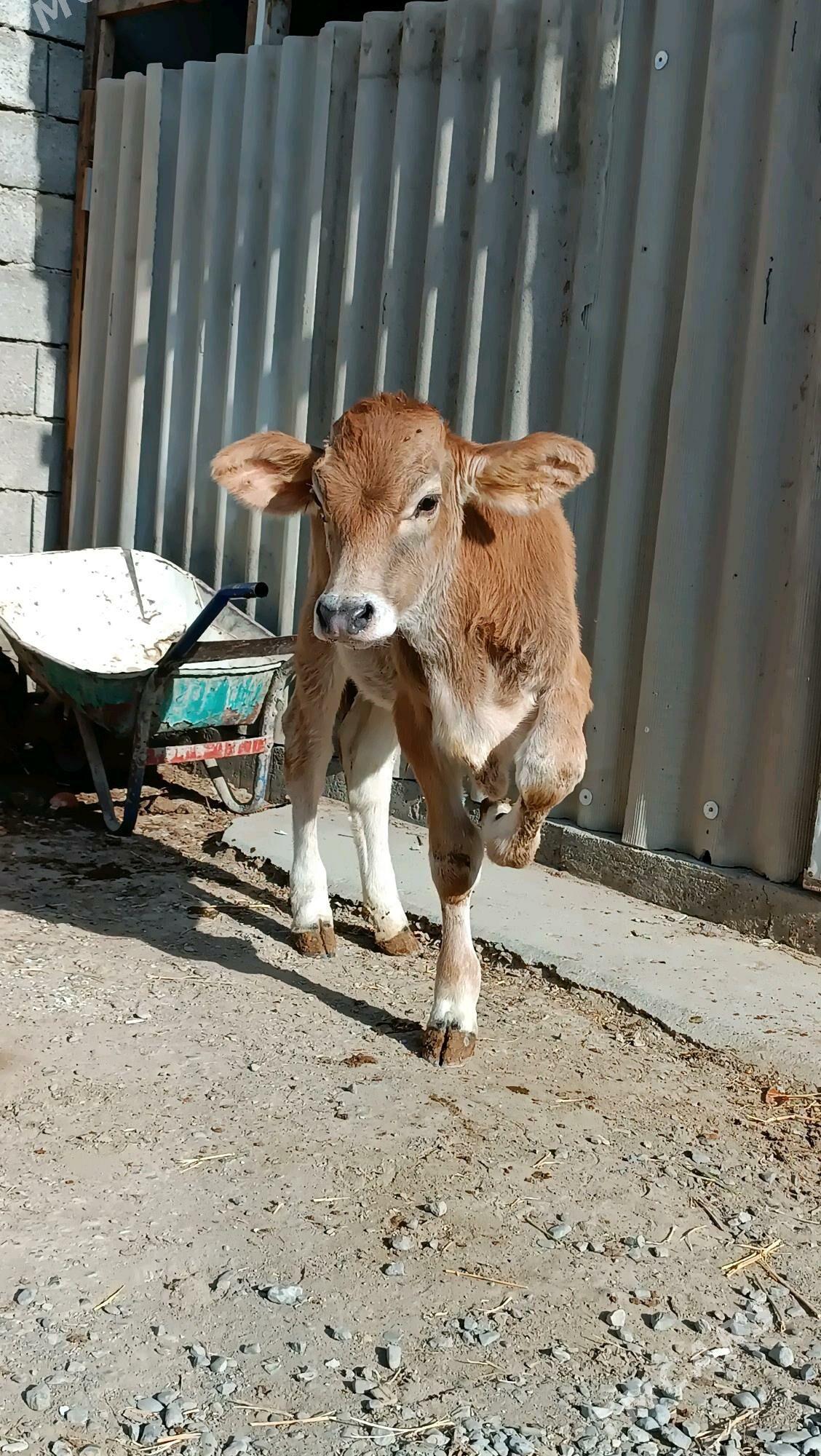 okuz siwes tohum Arasa - Гёкдепе - img 4