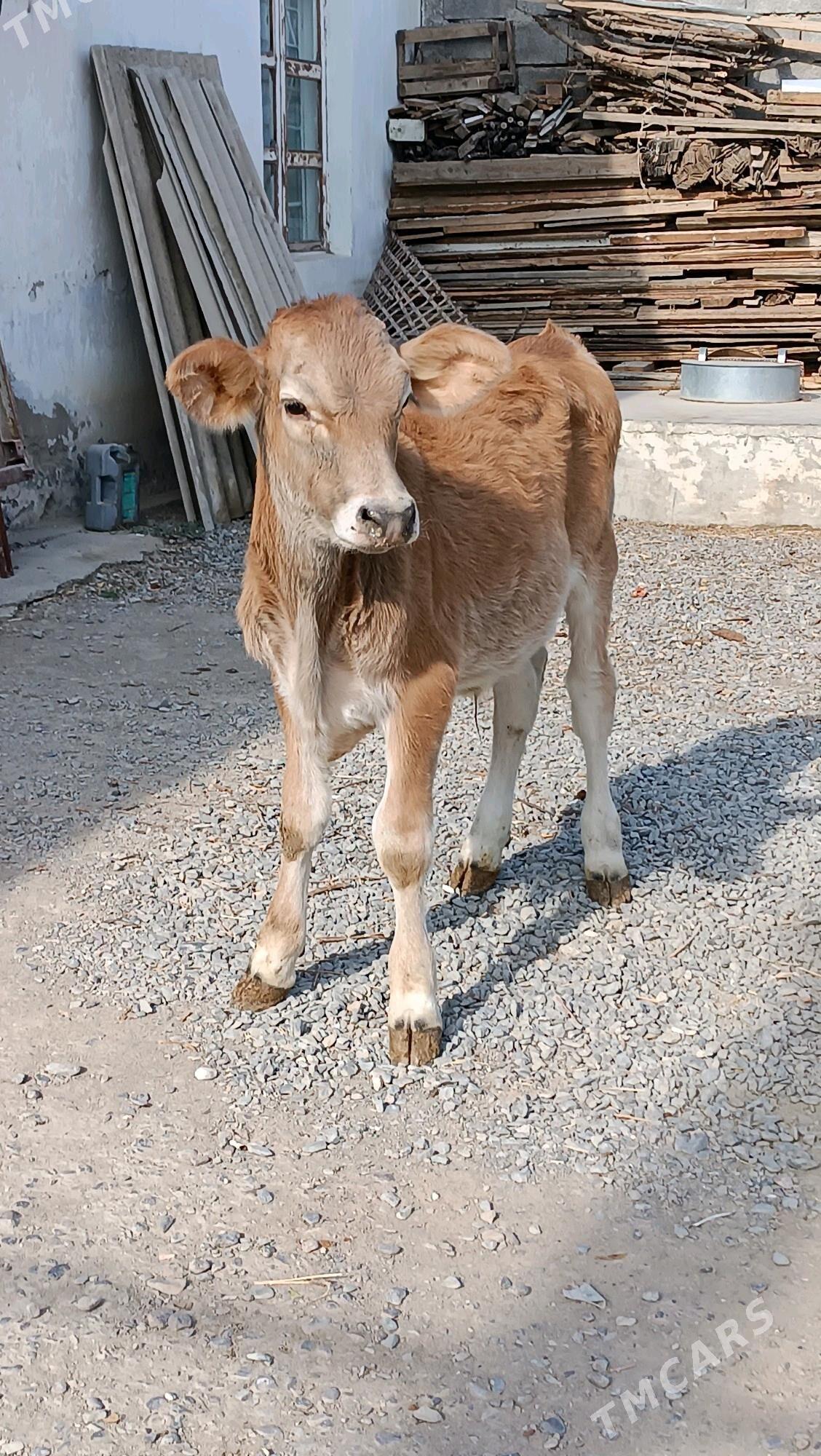 okuz siwes tohum Arasa - Гёкдепе - img 3