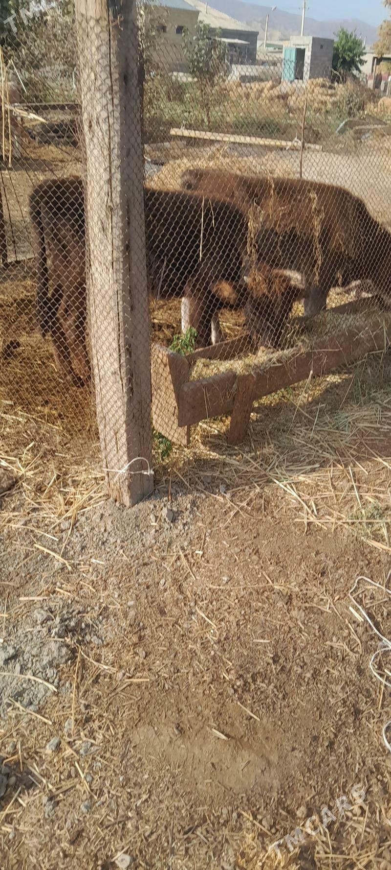 2...öküz - Bäherden - img 2