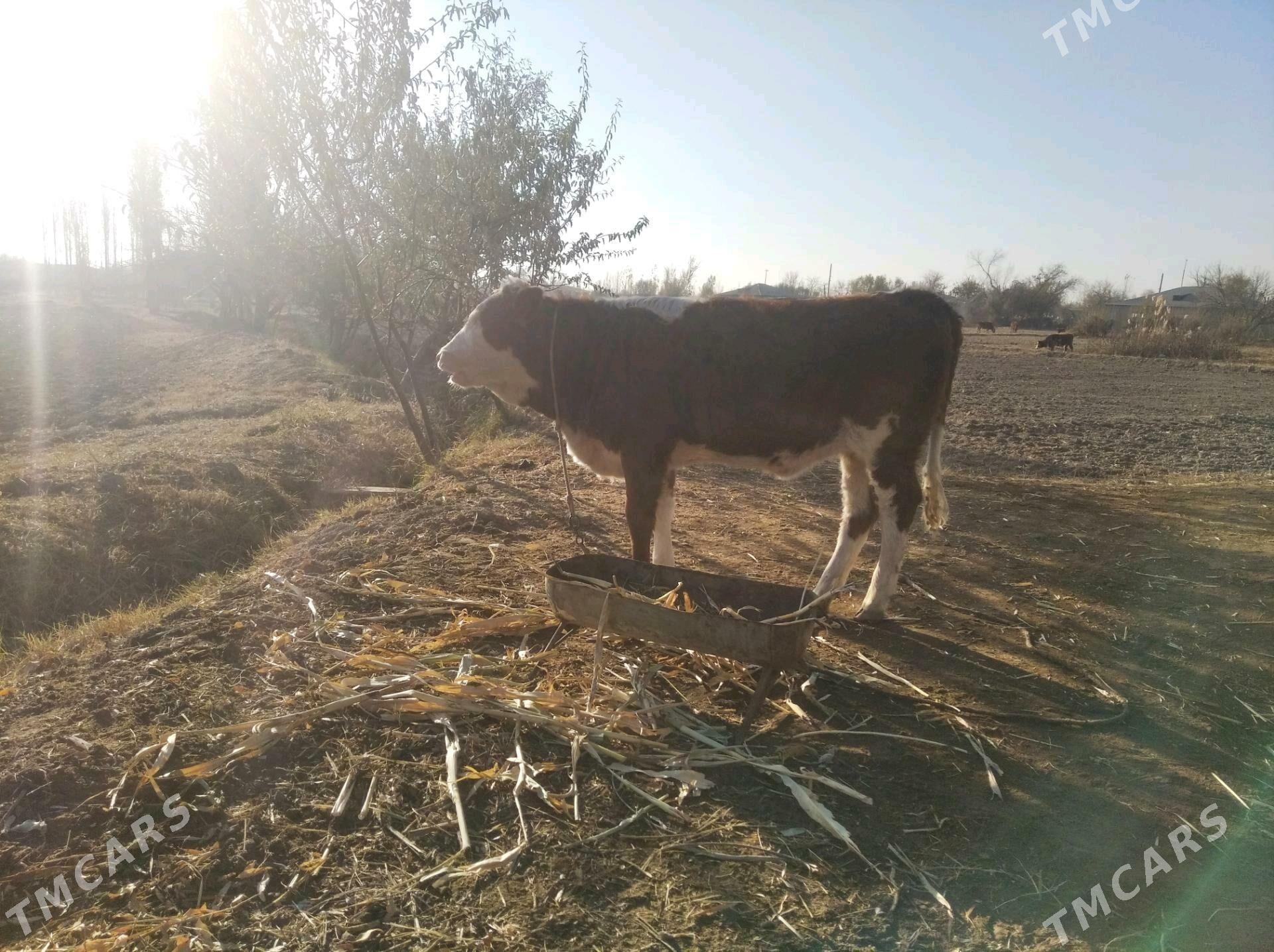 Semental - Кёнеургенч - img 3