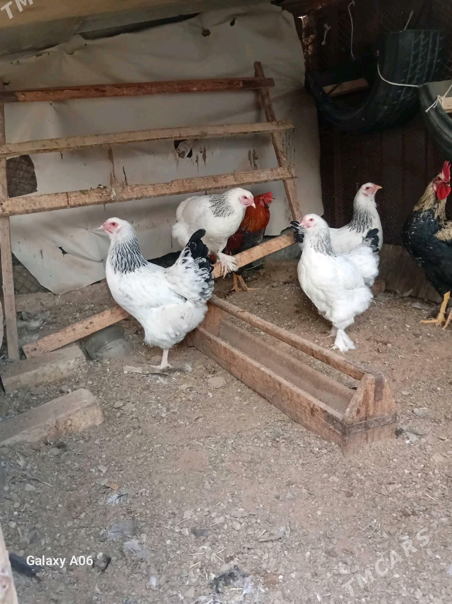 Towuklar - Мары - img 2