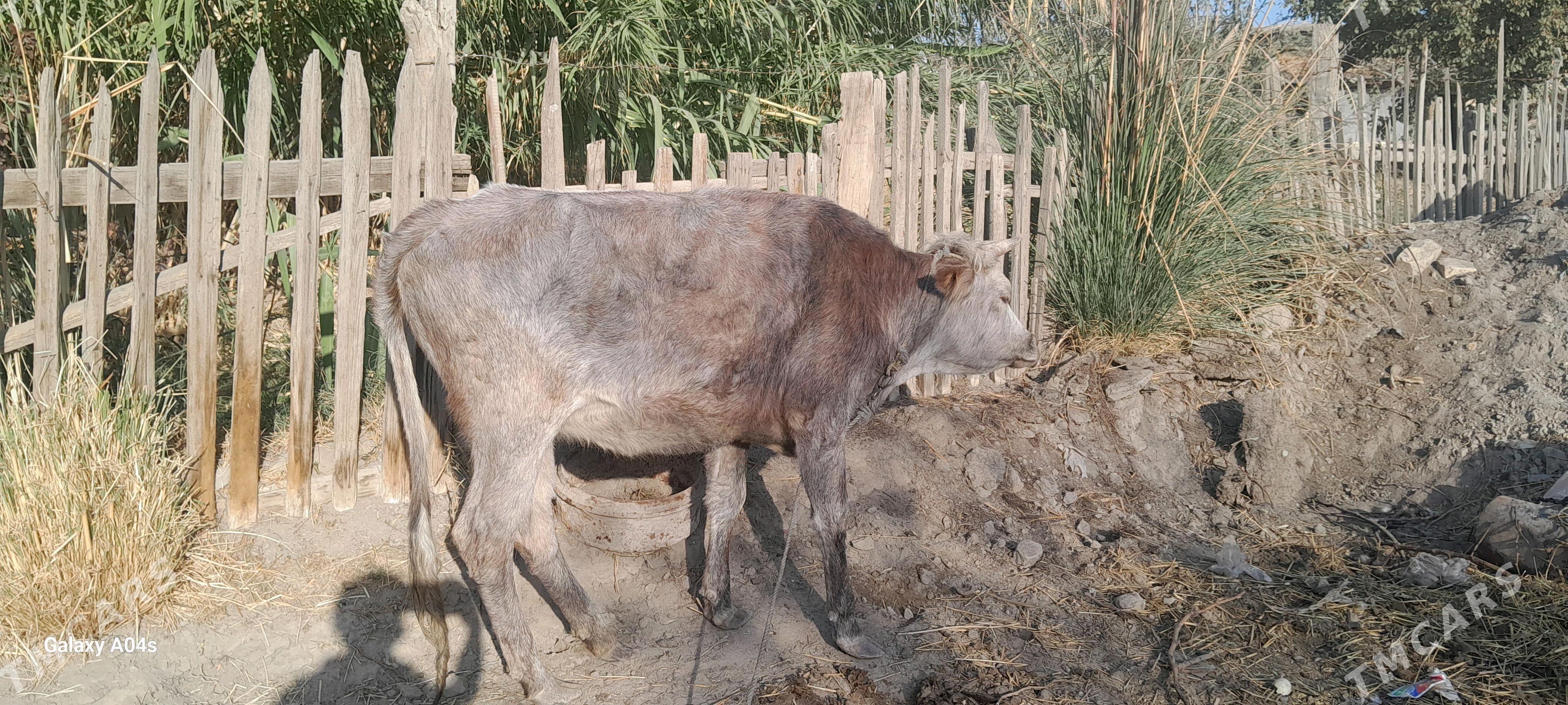 unajynlar - Çärjew - img 6