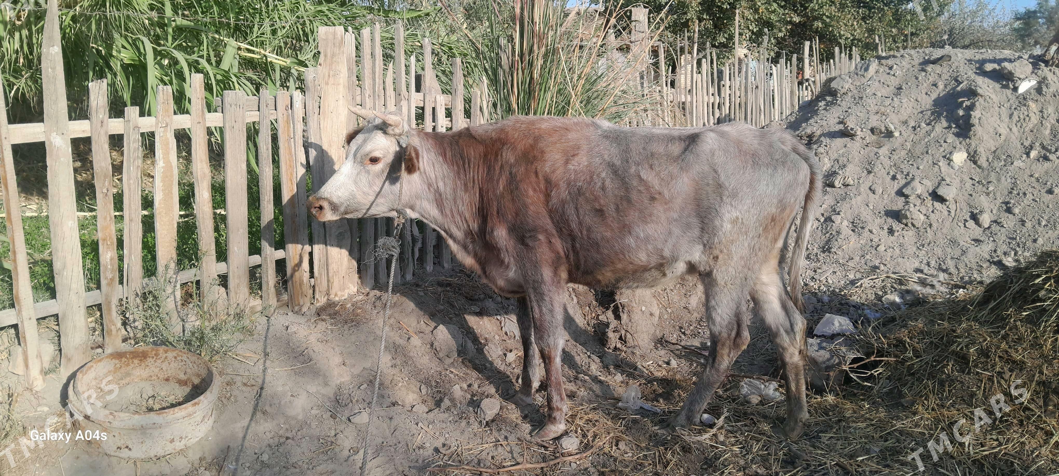 unajynlar - Çärjew - img 7