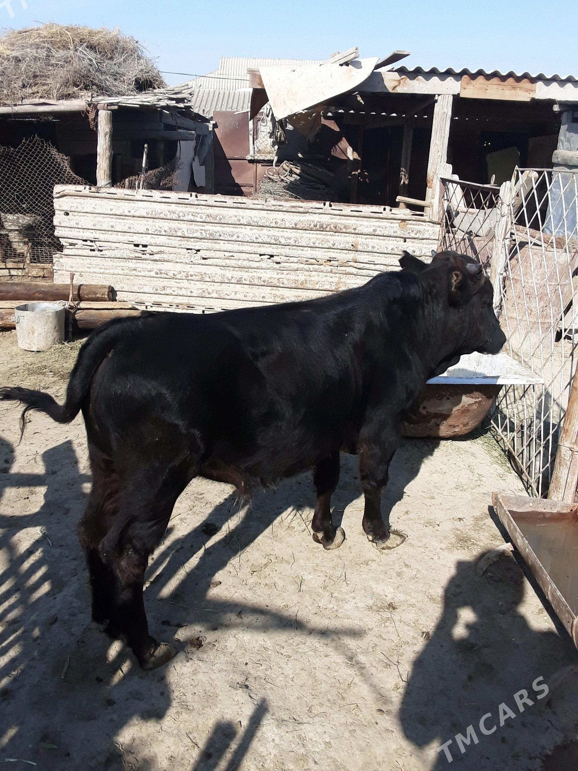 ökiz - Esenguly - img 3