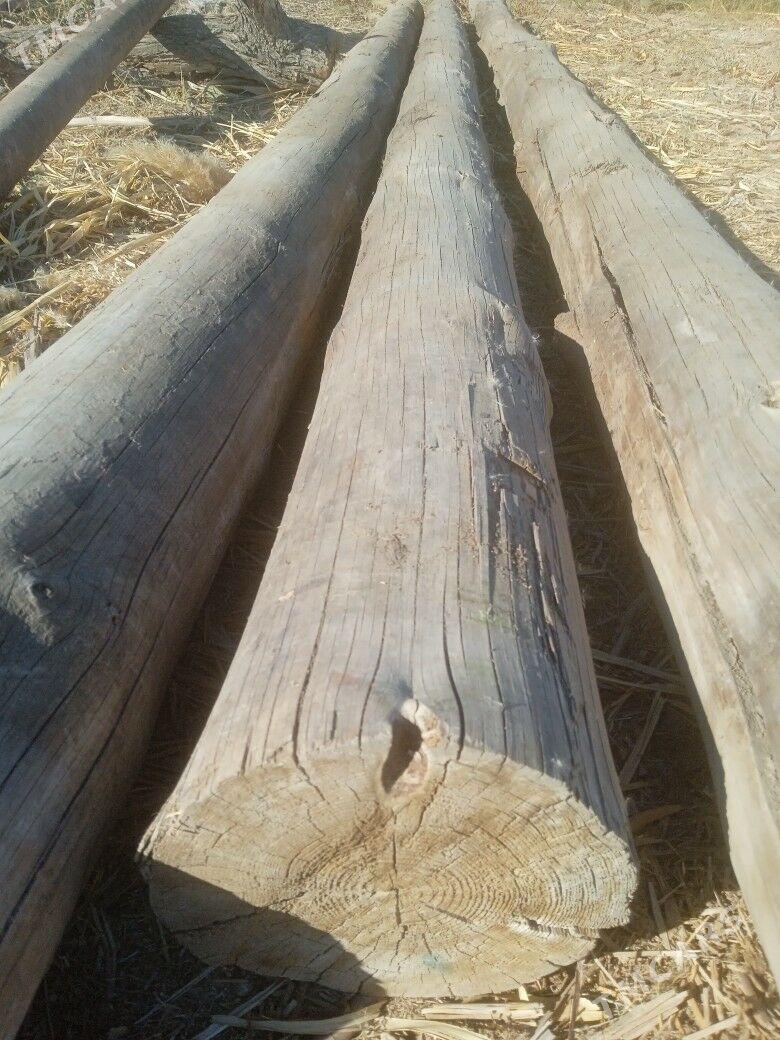 rasiski agac - Boldumsaz - img 2