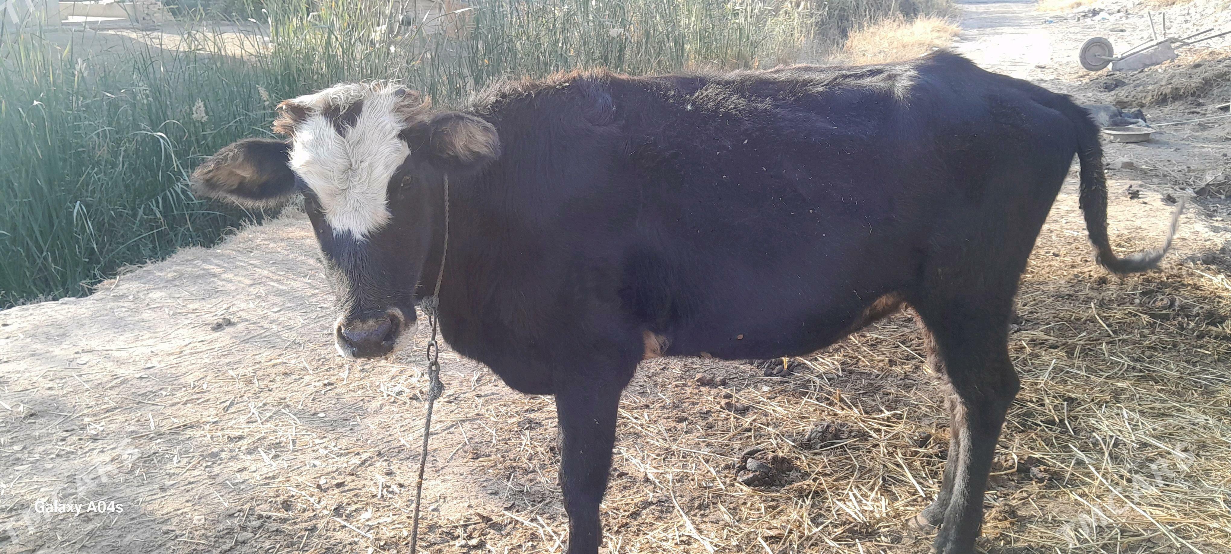 unajynlar - Çärjew - img 5