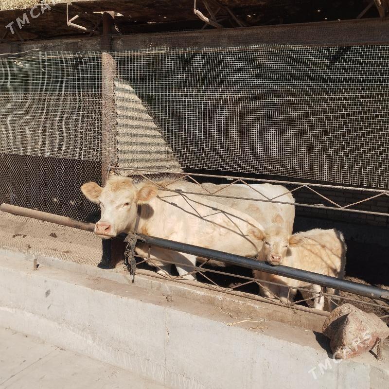 awusdyraliski - Saýat - img 2