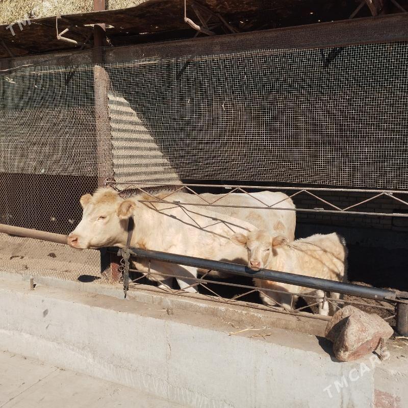 awusdyraliski - Saýat - img 3