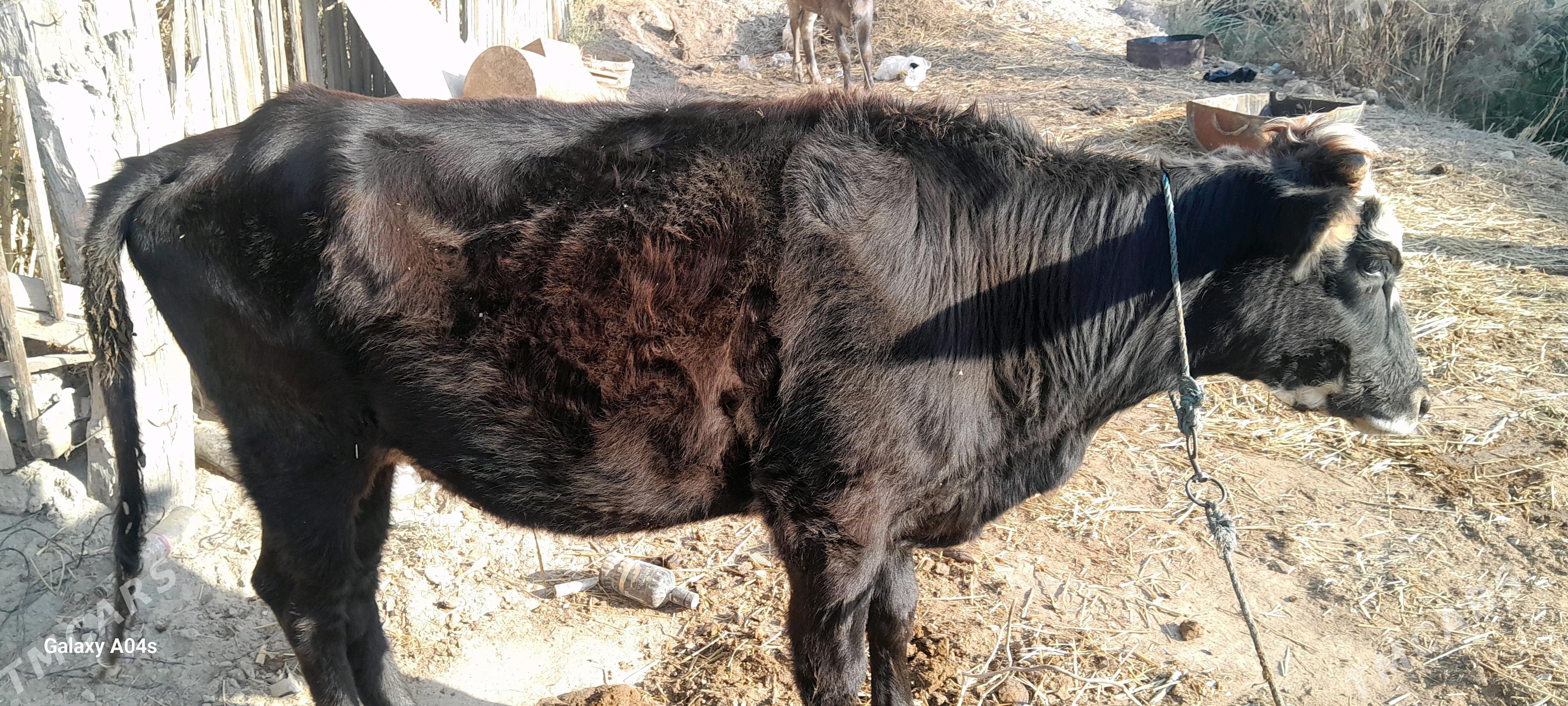 unajynlar - Çärjew - img 8