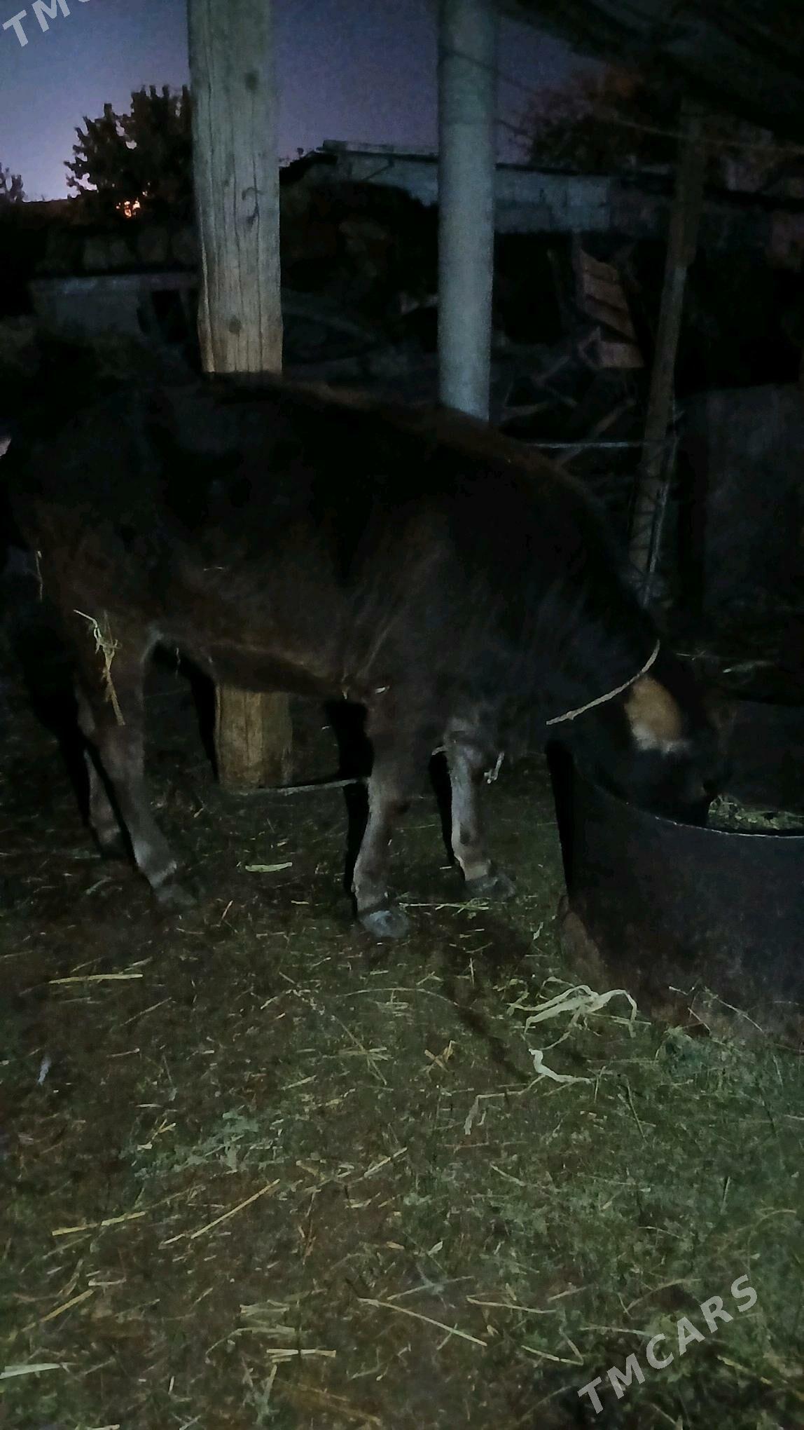 Tüwe tohum - Гёкдепе - img 2