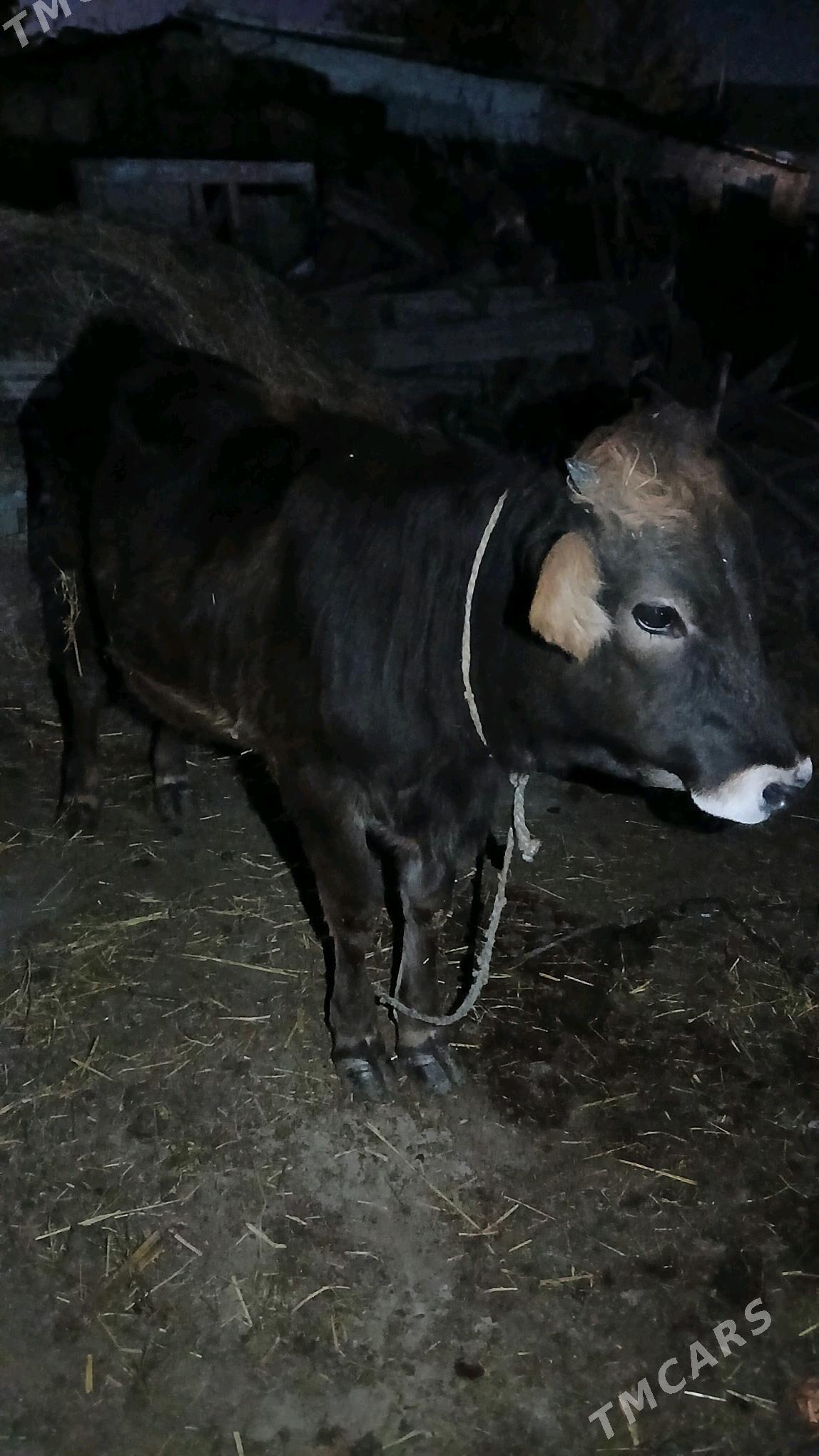 Tüwe tohum - Гёкдепе - img 1