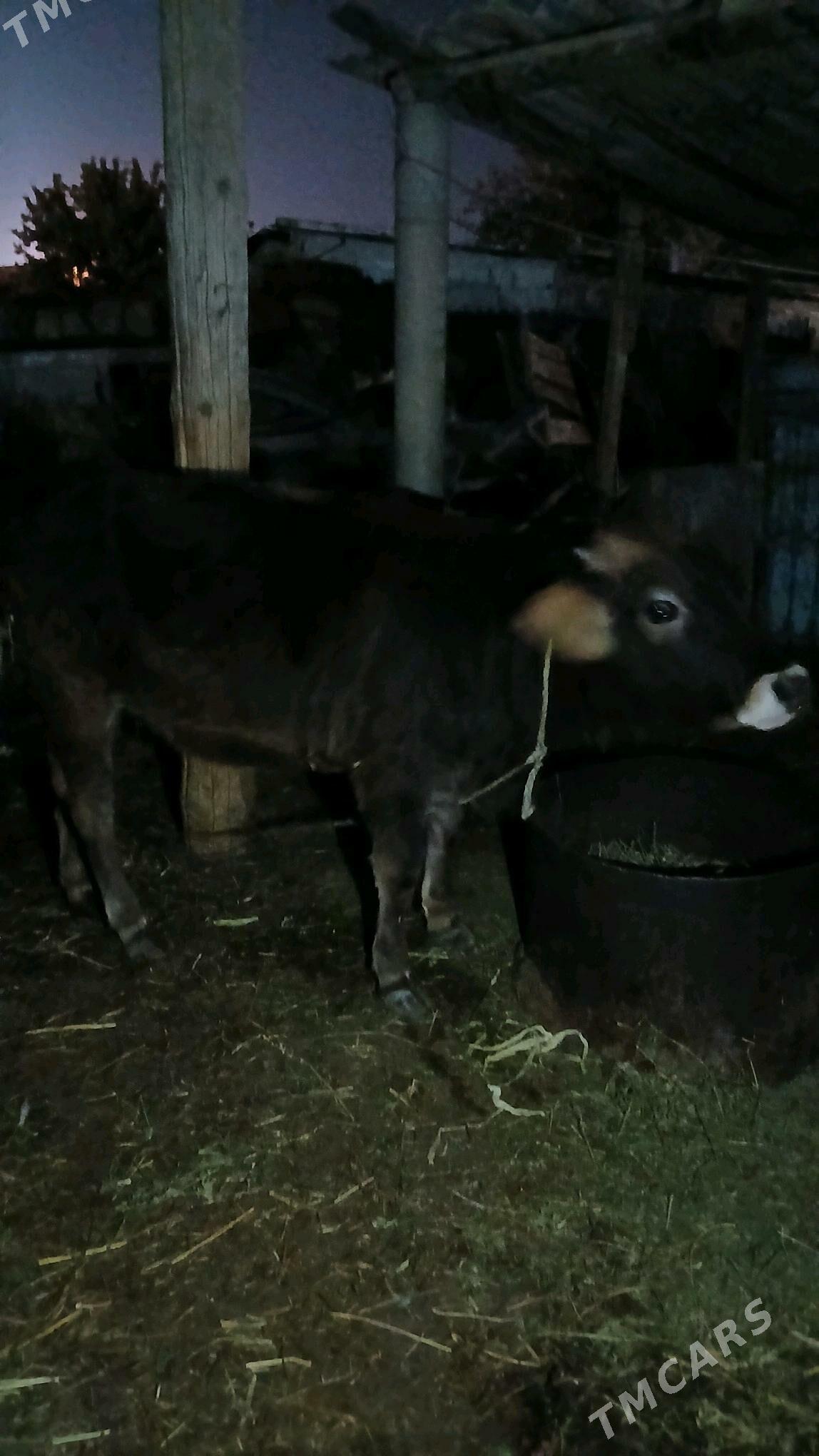 Tüwe tohum - Гёкдепе - img 3