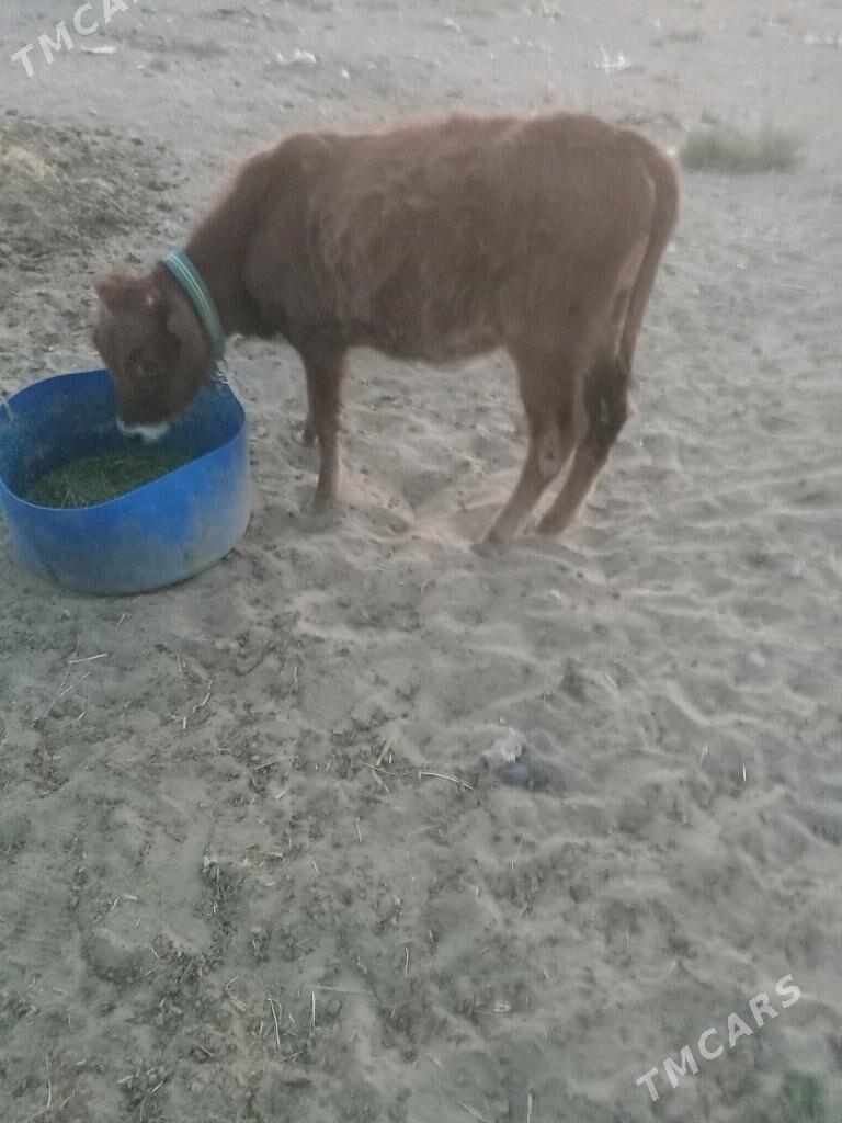 Tuwe tohum - Балканабат - img 1