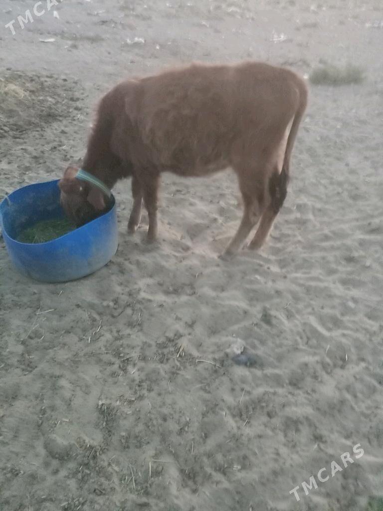 Tuwe tohum - Балканабат - img 2