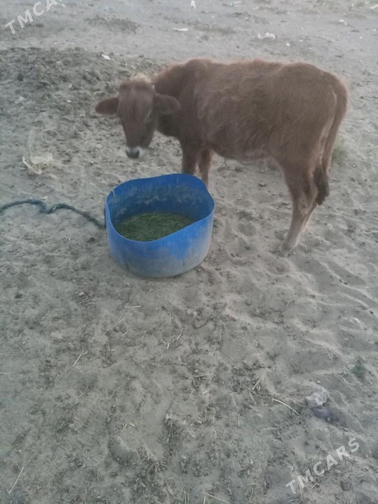 Tuwe tohum - Балканабат - img 3