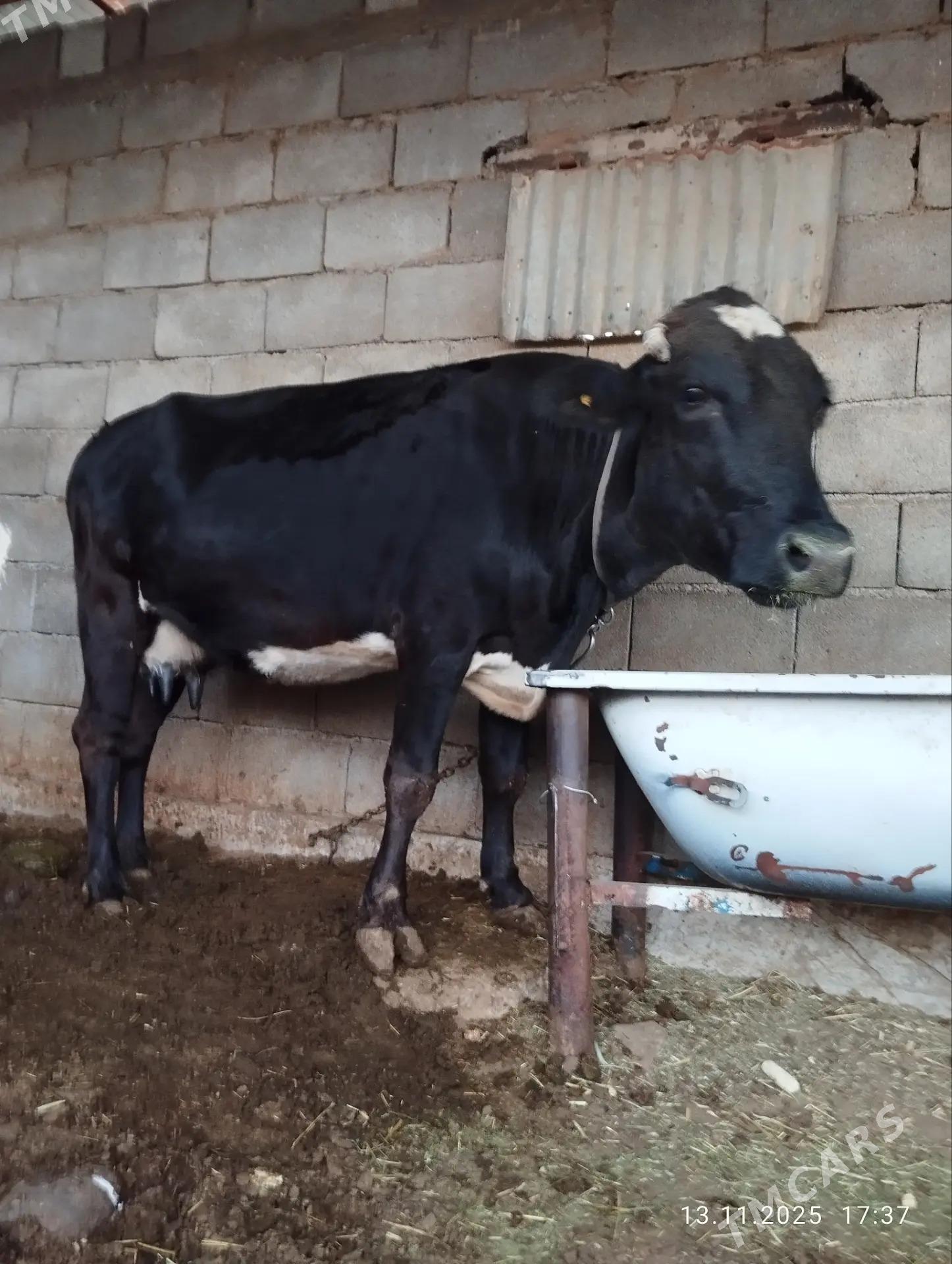 goleli sygyr - Ak bugdaý etraby - img 2