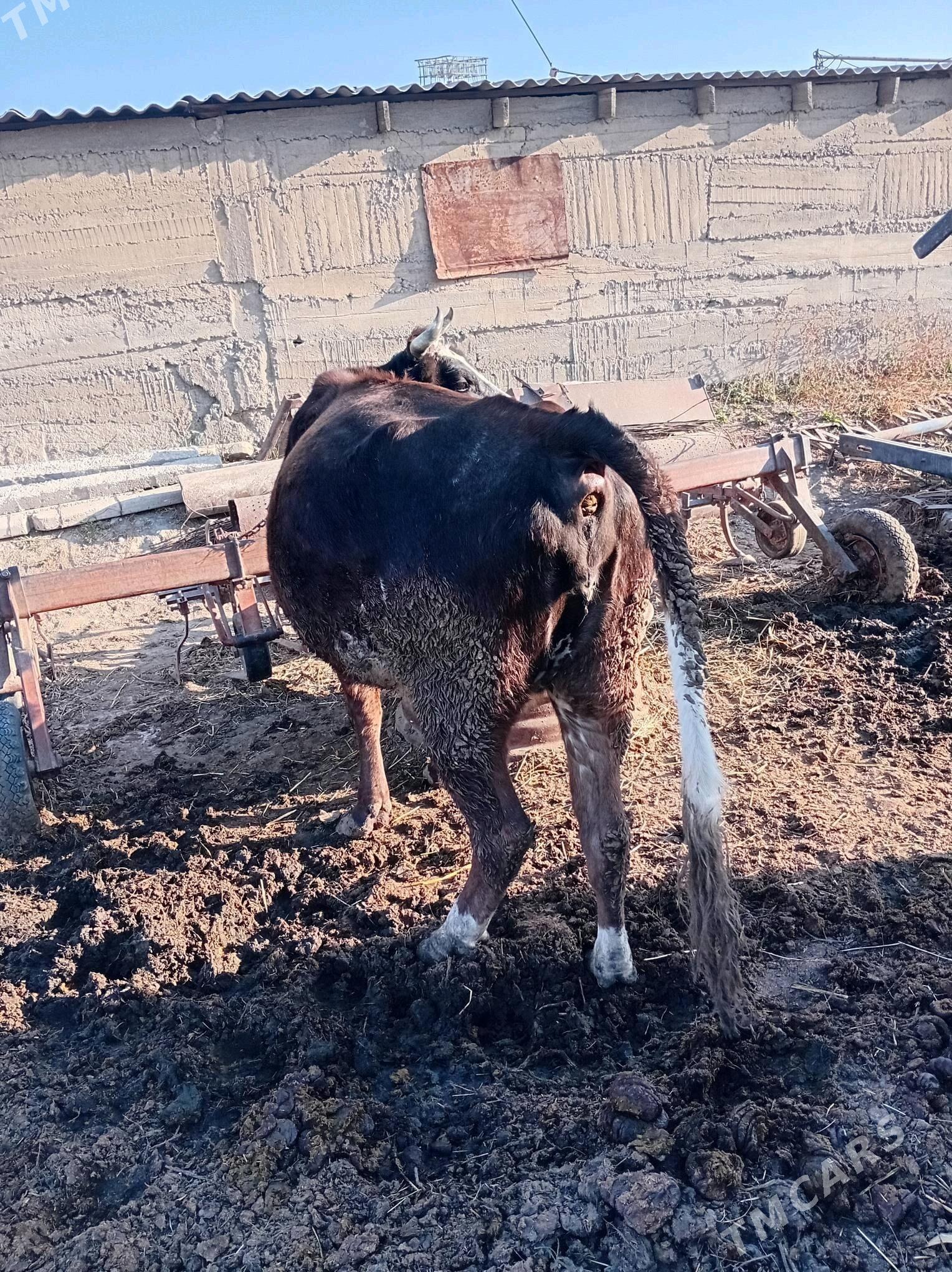 sygyr 1 guzlan - Гёкдепе - img 2