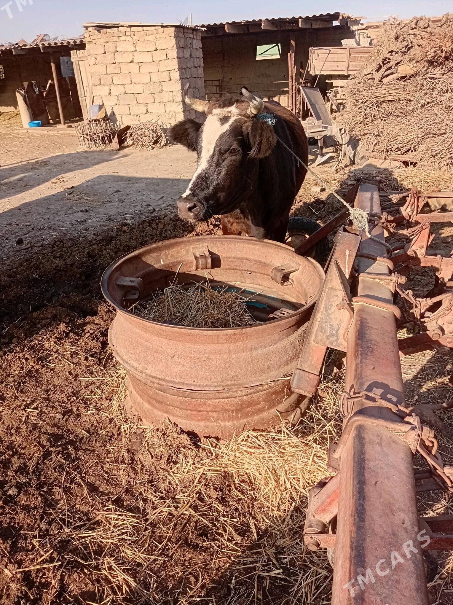 sygyr 1 guzlan - Гёкдепе - img 3