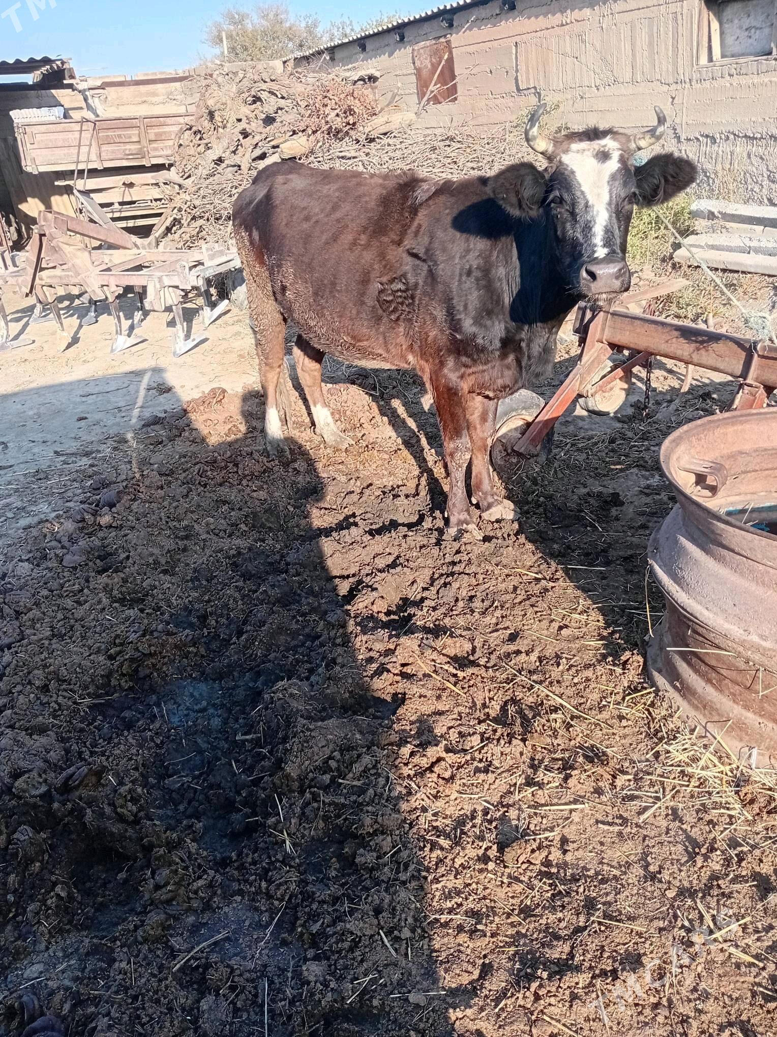 sygyr 1 guzlan - Гёкдепе - img 1