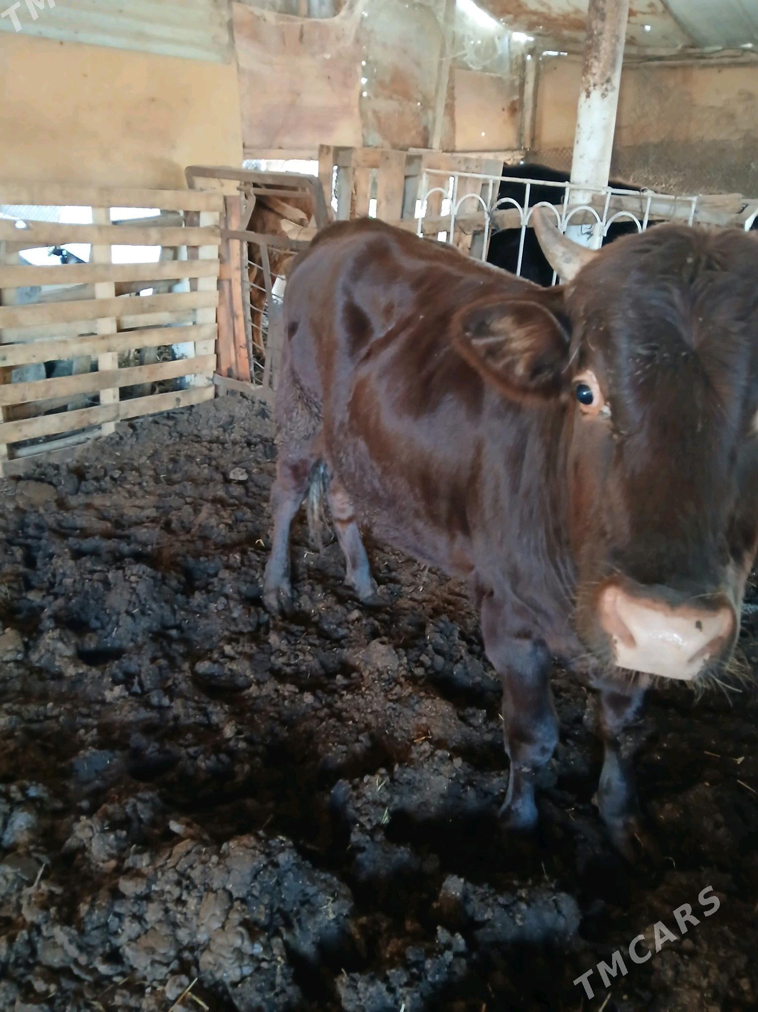 öküz - Мары - img 2