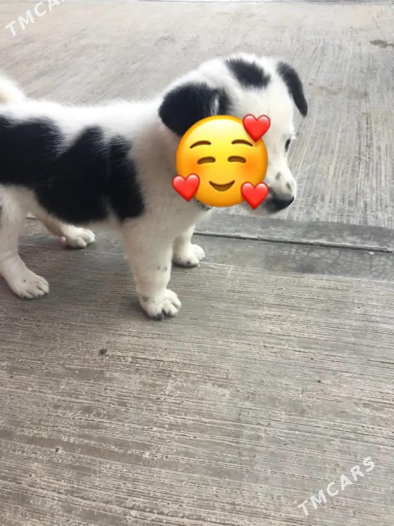 Щенки Джек-Рассел Терьер - Mary - img 2